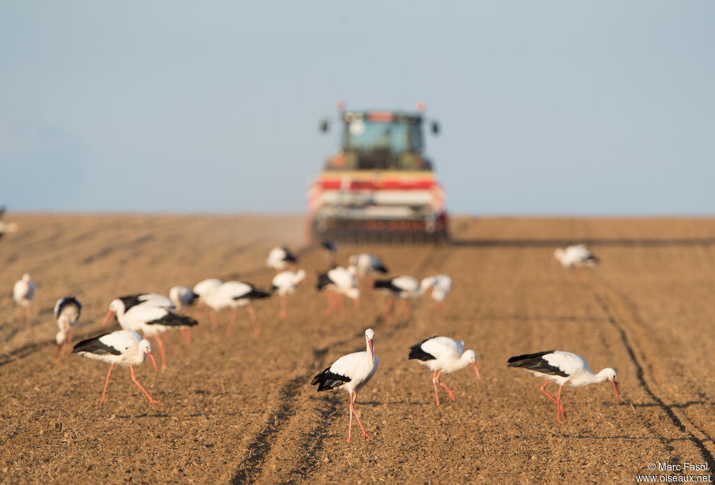 White Stork, identification, Behaviour