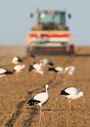 White Stork