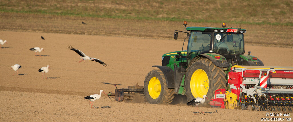 Cigogne blanche, identification, régime, Comportement