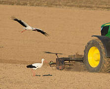 Cigogne blanche