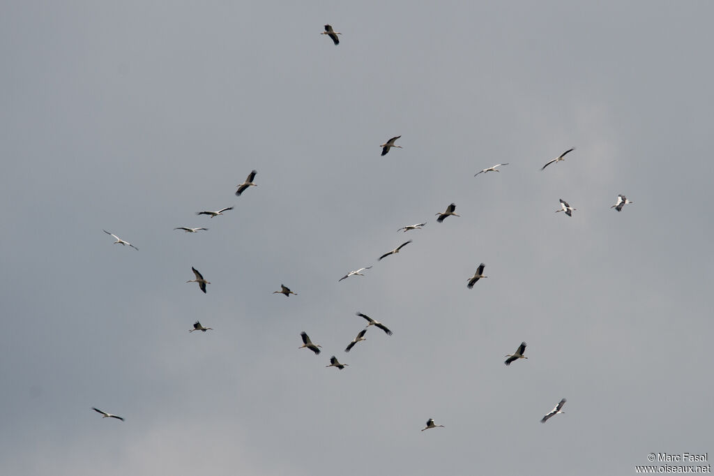 Cigogne blanche, Vol