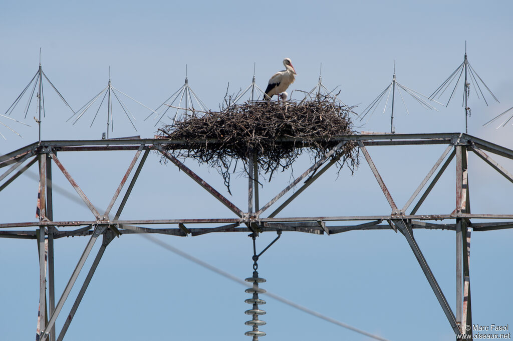 White Stork, identification, Reproduction-nesting