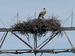 White Stork