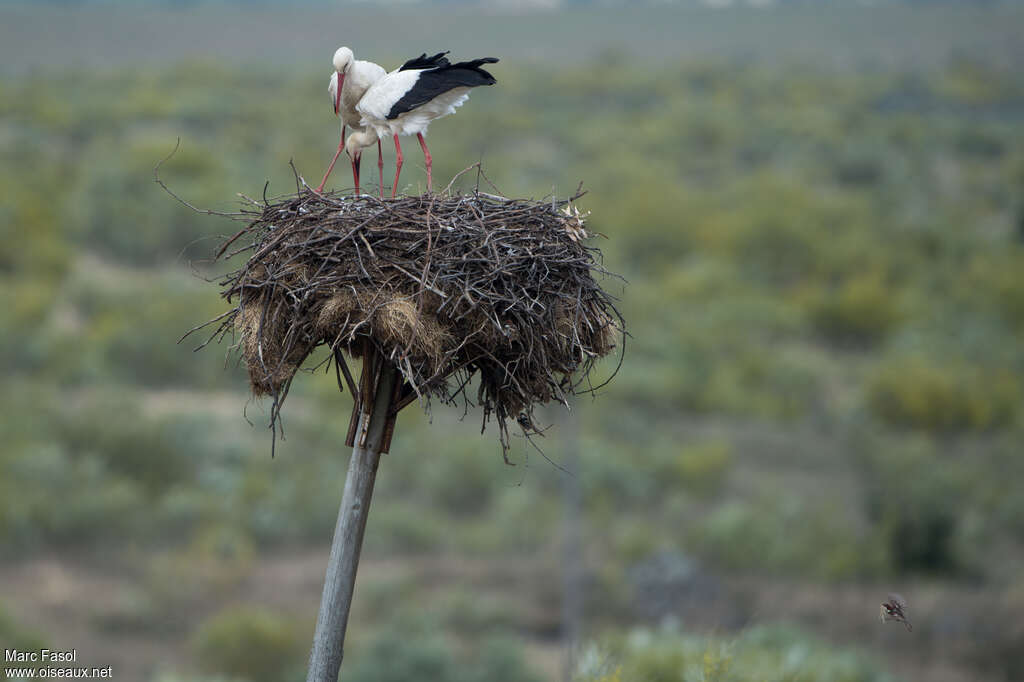 White Storkadult breeding, Reproduction-nesting