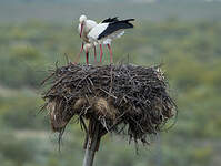 Cigogne blanche