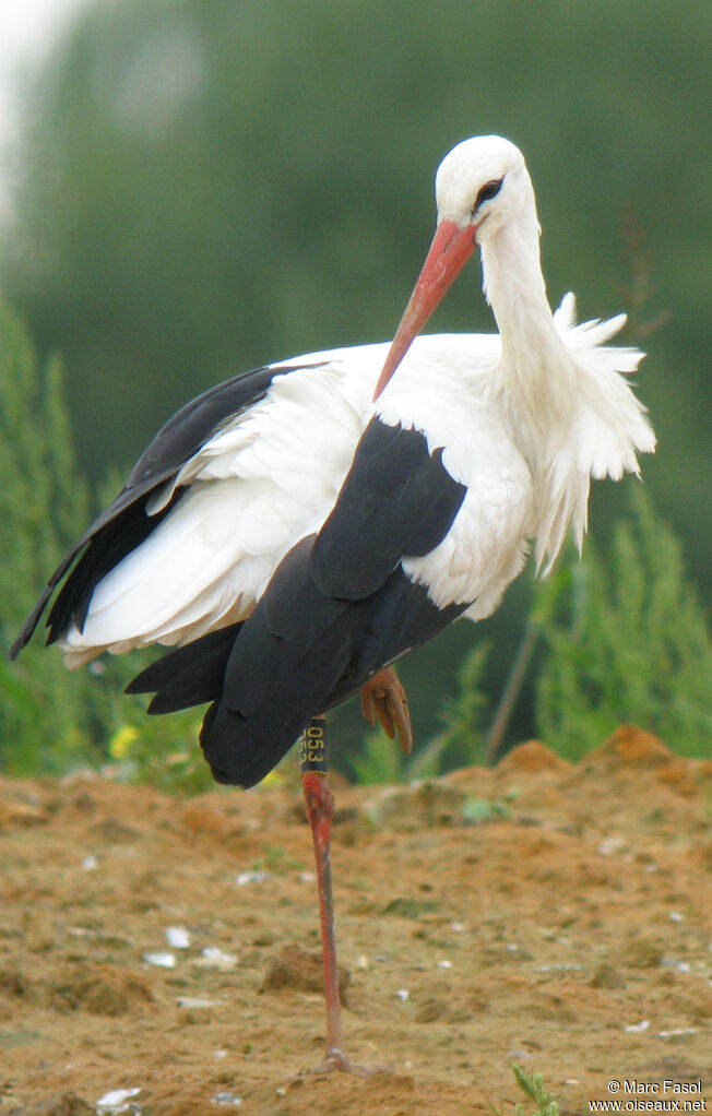 Cigogne blancheadulte internuptial