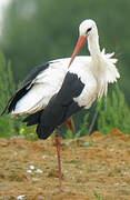 White Stork