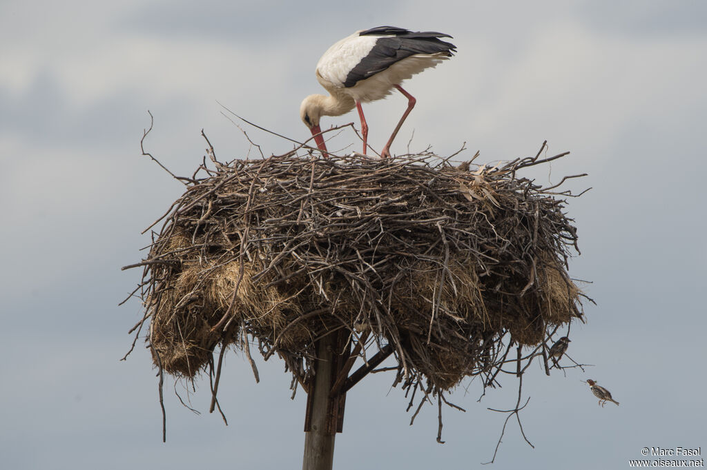 White Storkadult, Reproduction-nesting