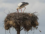 Cigogne blanche