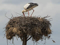 White Stork