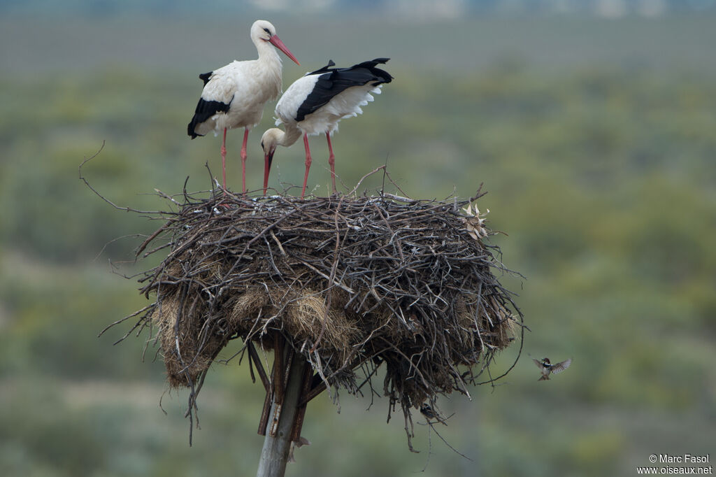 White Stork