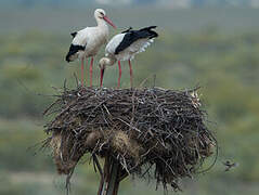 White Stork