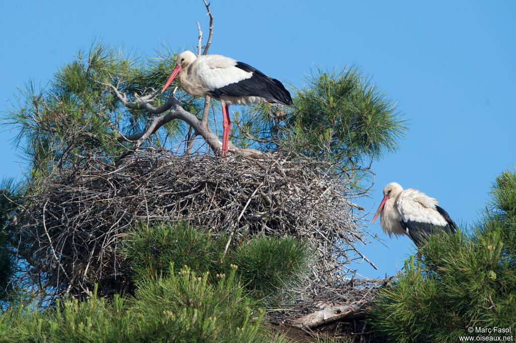 Cigogne blancheadulte, identification, Nidification