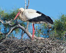 White Stork