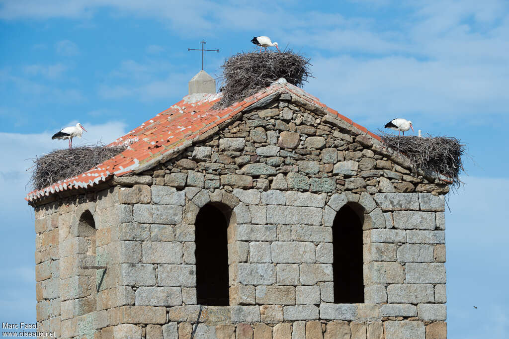 White Storkadult breeding, Reproduction-nesting, Behaviour