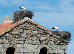 White Stork