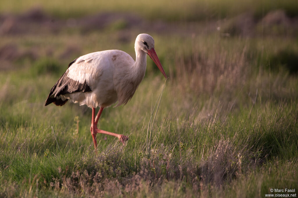 Cigogne blancheadulte nuptial, identification, marche, pêche/chasse