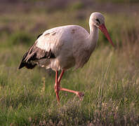 Cigogne blanche