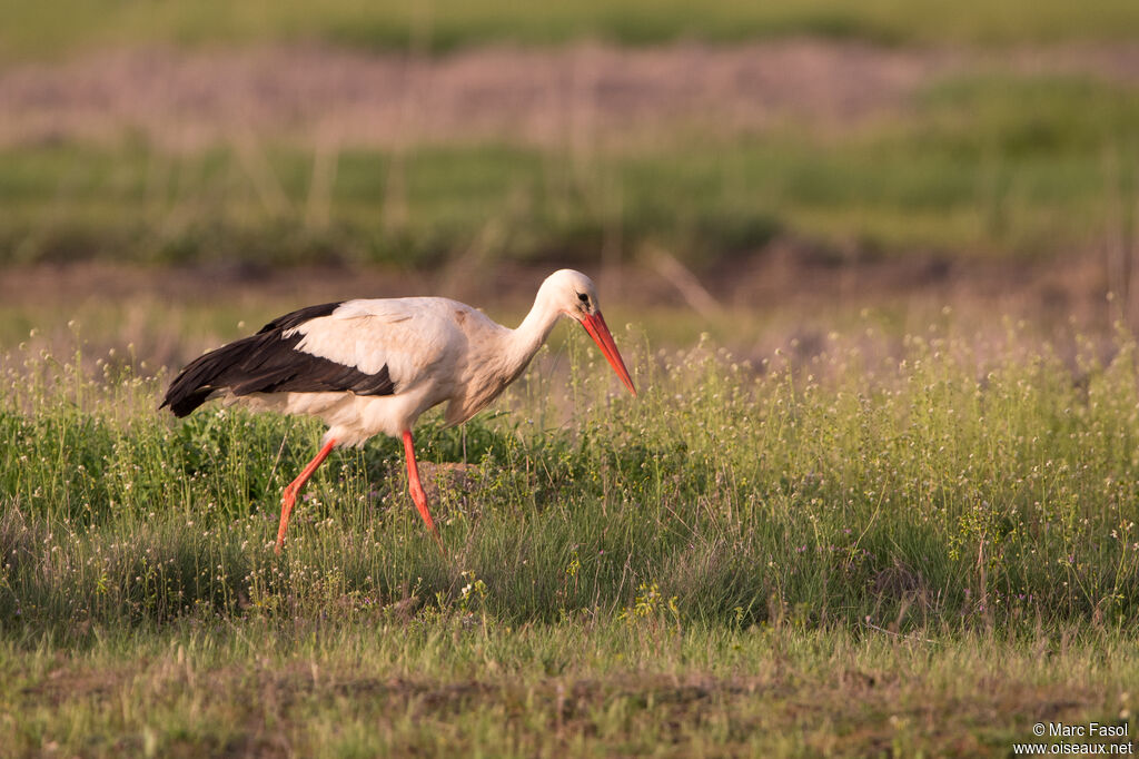 Cigogne blancheadulte nuptial, identification, marche, pêche/chasse