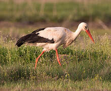 White Stork