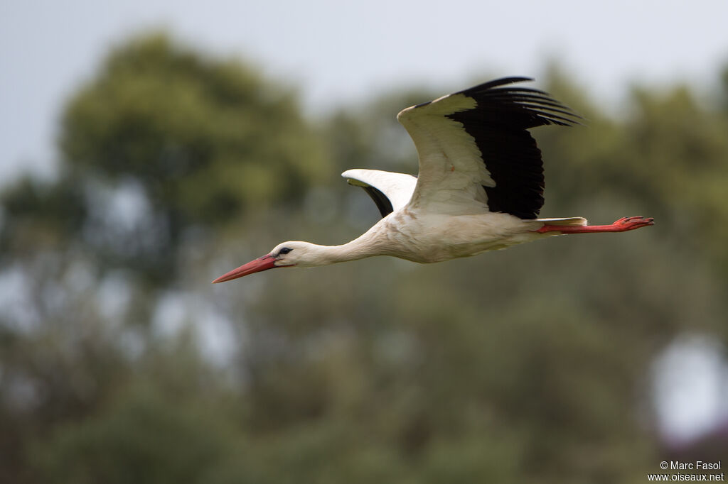 Cigogne blancheadulte nuptial, Vol