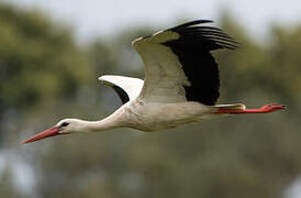 White Stork