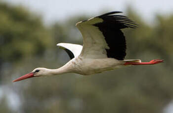 Cigogne blanche