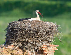 Cigogne blanche