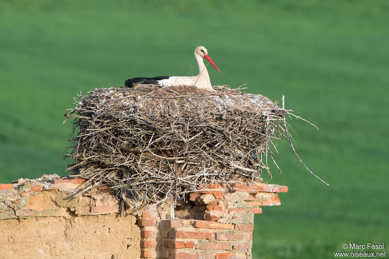 White Storkadult breeding, identification, Reproduction-nesting