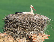 White Stork