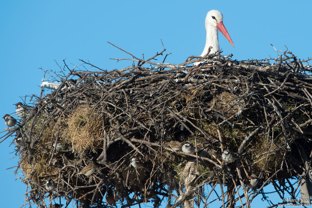 Cigogne blancheadulte, identification, Nidification