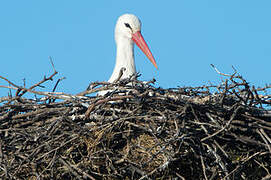 Cigogne blanche