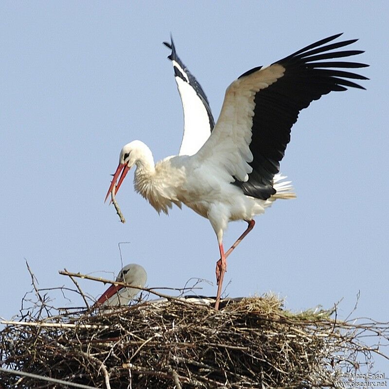 Cigogne blanche adulte nuptial, Nidification