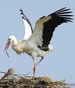 White Stork