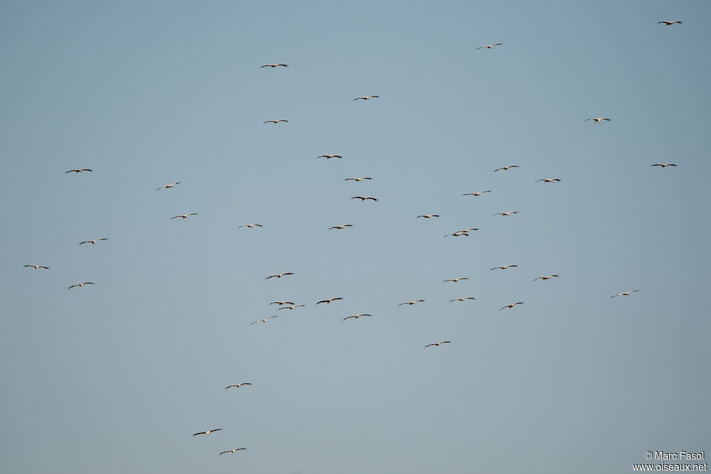 Cigogne blanche, Vol