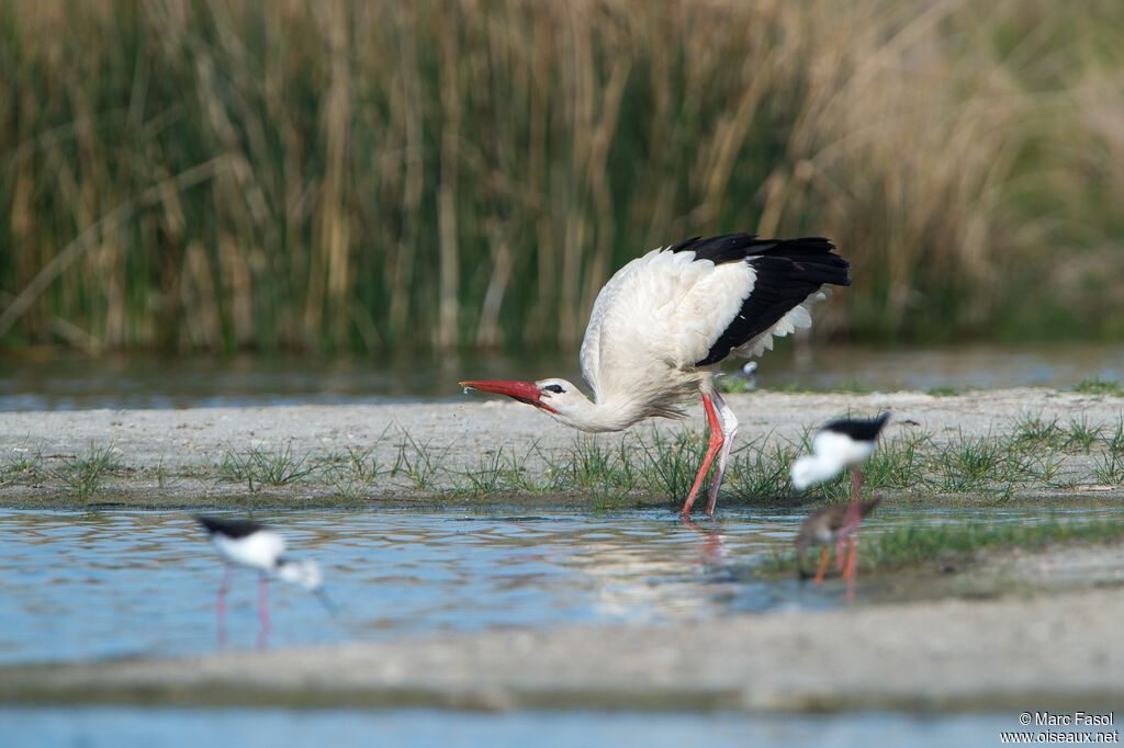 White Storkadult, identification, drinks