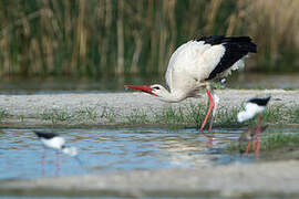 White Stork