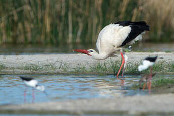 Cigogne blanche