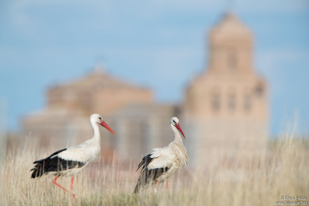 White Storkadult breeding