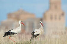 Cigogne blanche