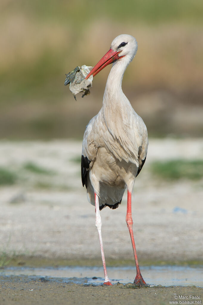 Cigogne blancheadulte nuptial, identification