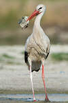 Cigogne blanche