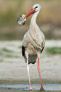 Cigogne blanche