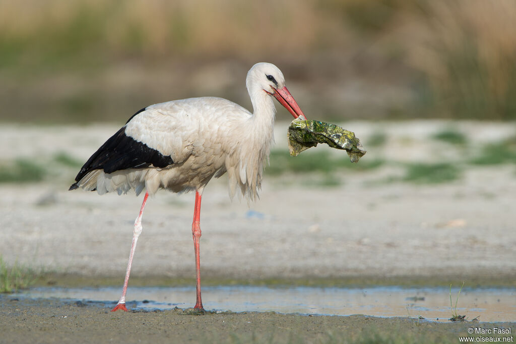 White Storkadult breeding, identification