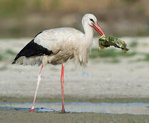 White Stork