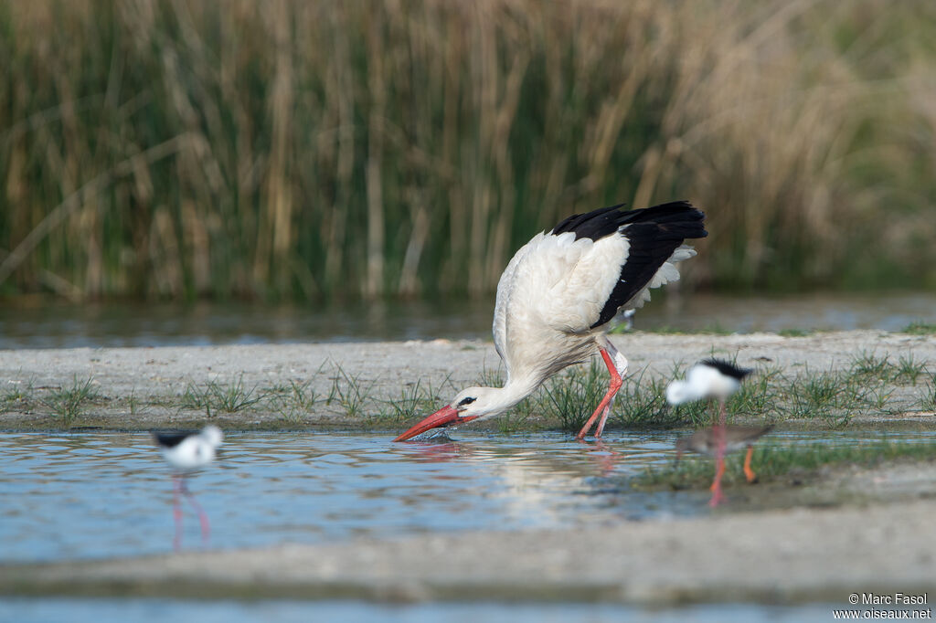 White Storkadult, identification, drinks