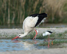 White Stork