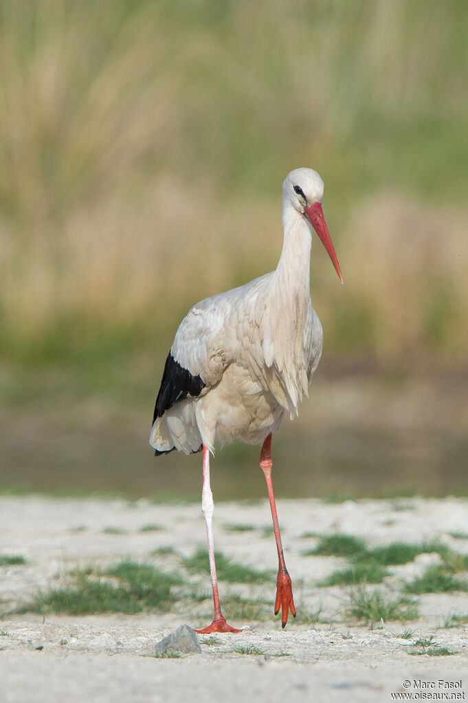 White Storkadult, identification, walking