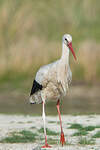 Cigogne blanche