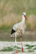 Cigogne blanche